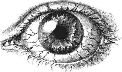 Vintage anatomical sketch pencil illustration of human eye with detailed iris, veins. Vector line art black horror medical elements. 