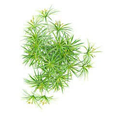 3D rendering of Cyperus alternifolius Tree on transparent background from the top view