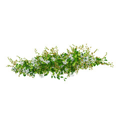 Obraz premium collection of creeper plant on transparent canvas from the top view