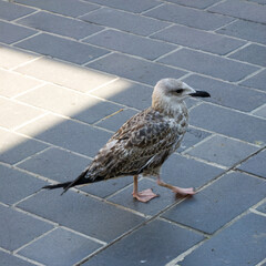 Juvenile seagull walking on gray brick pavement outdoors