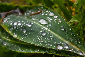 Dew drops on a green leaf close-up, grass, water drops, rain, dew, moisture, nature, mountains