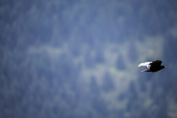 flying