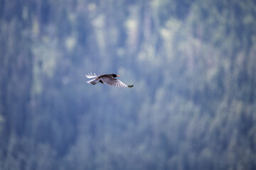 bird in flight