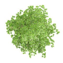 collection of Freeman maple plant with realistic style from top view