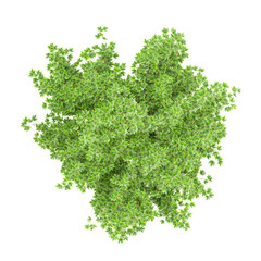 Obraz premium Freeman maple plant isolated on transparent background from top view
