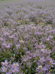 Obraz premium A large field of a mountain wildflower named Beargrass.