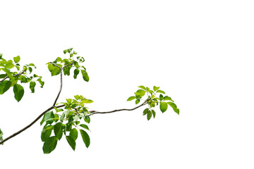 Obraz na płótnie Canvas branch leaves or green leaf isolated. Tree Leaf Frame 