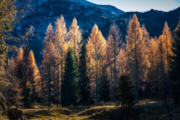 Autumn. Brushstrokes of colour paint the larch forests of the Carnic Alps. Sauris and Casera Razzo