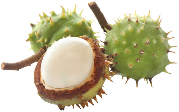 Horse chestnuts - Powered by Adobe