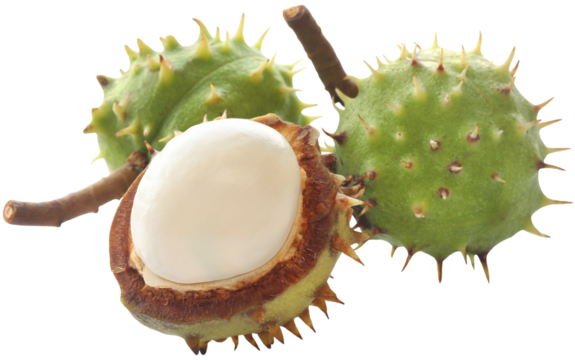 Horse chestnuts