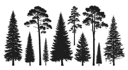 Fototapeta premium A collection of various coniferous evergreen trees in silhouette.
