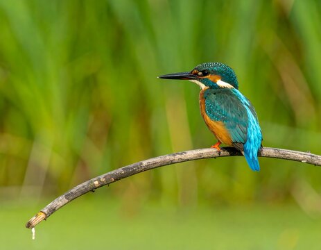 Colorful kingfisher perched on branch over tranquil water - Powered by Adobe