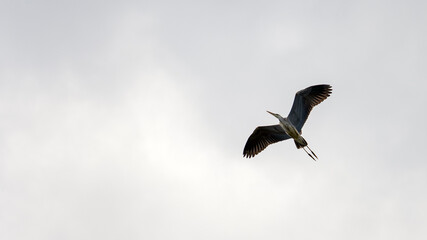 A large grey heron flying. The flight of this huge bird with a large wingspan is a breathtaking sight of the wilderness. High quality photo