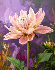 Obraz premium Close-up of a light pink dahlia