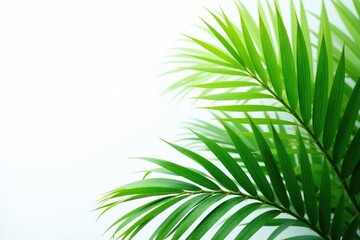 Fototapeta premium Crisp white backdrop showcases lush, vibrant green palm leaves , plant, palm frond, summer