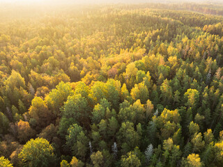 Breathtaking aerial drone view of a vast, colorful autumn forest landscape in Estonia at scenic golden hour.