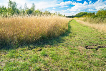 Obraz premium Public right of way seen in a natural forest clearing in Britain. Signs of summer drought can be seen as the lawn shows heaving cracking.