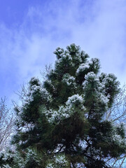 Snow-Covered Pine Tree Top Against a Blue Winter Sky