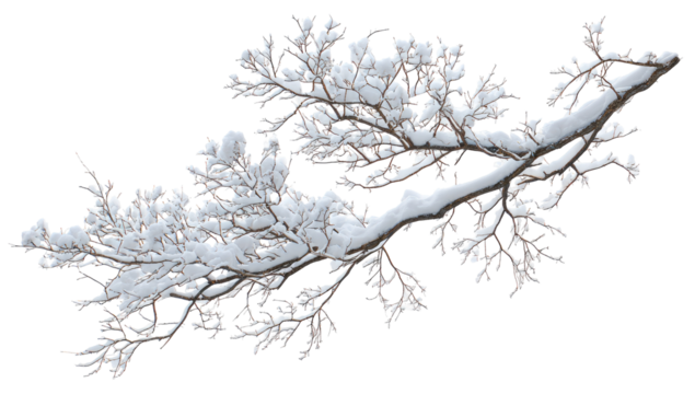 Snow-covered tree branch, intricate details