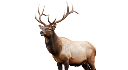 Isolated male elk with large antlers standing and posing in a natural setting, wildlife