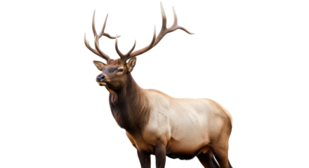Isolated male elk with large antlers standing and posing in a natural setting, wildlife