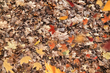 background of fallen autumn leaves, abstract autumn backdrop
