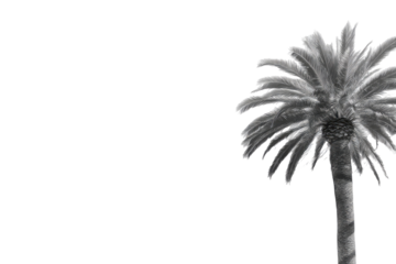 Grayscale palm tree against black background