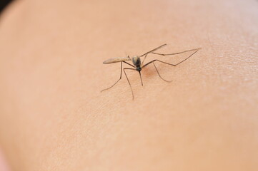 Mosquitoes suck blood on human skin.