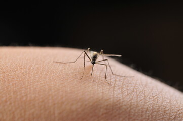 Mosquitoes suck blood on human skin.