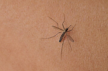 Mosquitoes suck blood on human skin.