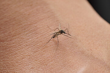 Mosquitoes suck blood on human skin.