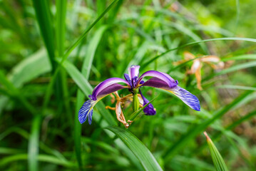 2024 06 01 Asiago Iris graminea 6