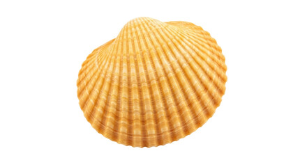 Isolated seashell still life against neutral backdrop in shades of brown and sandy tan