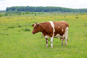 A peaceful rural landscape with a large brown and white cow standing in a green field with yellow flowers under a cloudy sky, creating a serene feeling of rest and tranquility.