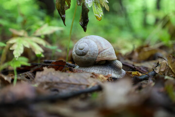 This macro shot shows a snail slowly crawling on the forest floor, covered with wet leaves and twigs. The sharp focus on the mollusk with its spiral shell highlights the mysterious beauty and tranquil