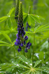Obraz premium ​A vertical shot of a lupine standing out against a blurred green background. The vibrant purple flowers and green leaves, covered in raindrops, create a sense of freshness and the beauty of a summer 