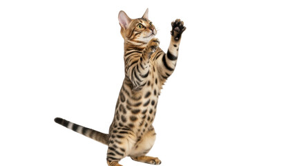 Isolated Bengal cat playing standing on two legs with paws up looking up for adoption