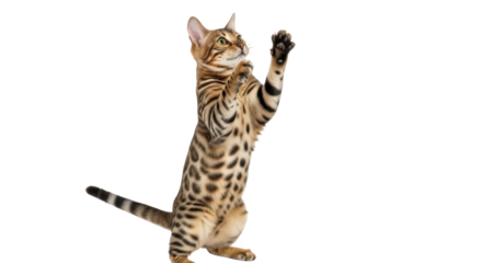 Isolated Bengal cat playing standing on two legs with paws up looking up for adoption