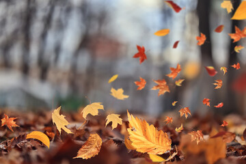 background of fallen autumn leaves, abstract autumn backdrop
