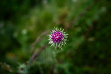 2024 06 22 Asiago Cardus nigrescens 4