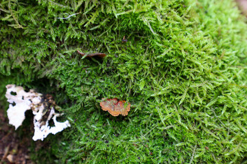 ​A close-up of the texture of moss covering a surface. The image shows the intricate details of a soft green carpet with small pieces of organic matter, demonstrating the rich and diverse ecosystem of