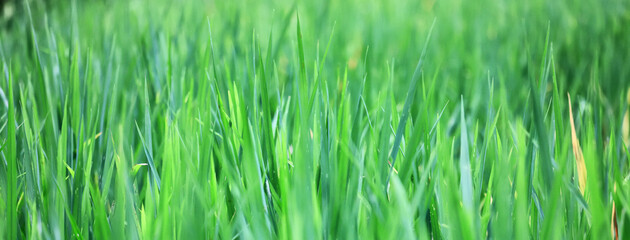 Texture of green fresh grass, rice field close-up
