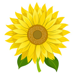 Bright yellow sunflower with green leaves isolated on white background