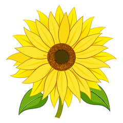 Bright yellow sunflower with green leaves on white background