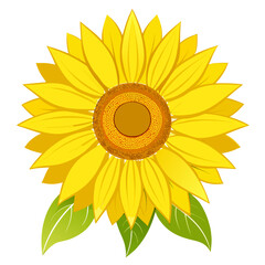 Bright yellow sunflower with green leaves isolated on white background