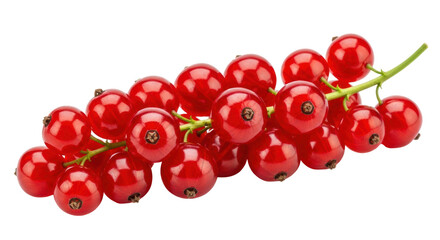 Isolated redcurrant fruits still life, vibrant and juicy, perfect summer fruit harvest time