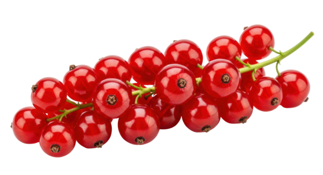 Isolated redcurrant fruits still life, vibrant and juicy, perfect summer fruit harvest time