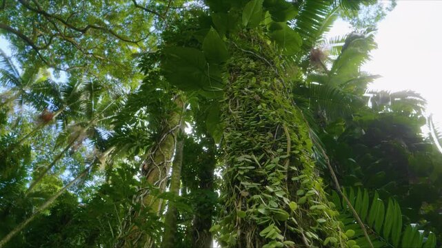 Immerse yourself in the vibrant, dense foliage of the Hawaii Tropical Botanical Garden. This footage captures the breathtaking beauty of towering trees, intertwined vines, and rich green leaves under 