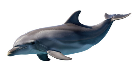 Isolated Dolphin in Profile, Aquatic Mammal, Tropical Animal, Sea Creature, Ocean Life