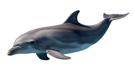 Isolated Dolphin in Profile, Aquatic Mammal, Tropical Animal, Sea Creature, Ocean Life